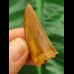 4.1 cm brown tooth of Carcharodontosaurus saharicus