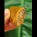 4.1 cm brown tooth of Carcharodontosaurus saharicus