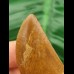 4.1 cm brown tooth of Carcharodontosaurus saharicus