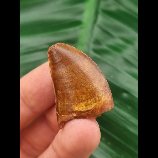 3.1 cm tooth of Carcharodontosaurus saharicus with beautiful colouring