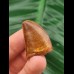 3.1 cm tooth of Carcharodontosaurus saharicus with beautiful colouring