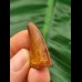 3.1 cm tooth of Carcharodontosaurus saharicus with beautiful colouring