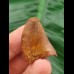 3.1 cm tooth of Carcharodontosaurus saharicus with beautiful colouring