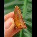 3.1 cm tooth of Carcharodontosaurus saharicus with beautiful colouring