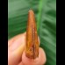 3.1 cm tooth of Carcharodontosaurus saharicus with beautiful colouring