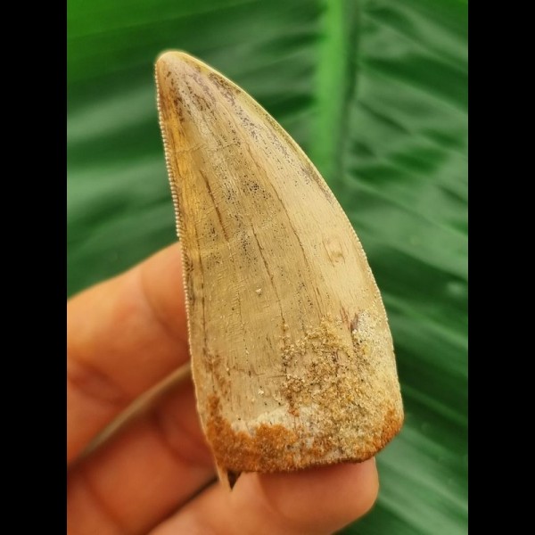 5,7 cm schöner heller  Zahn des Carcharodontosaurus saharicus