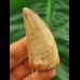 5,7 cm schöner heller  Zahn des Carcharodontosaurus saharicus
