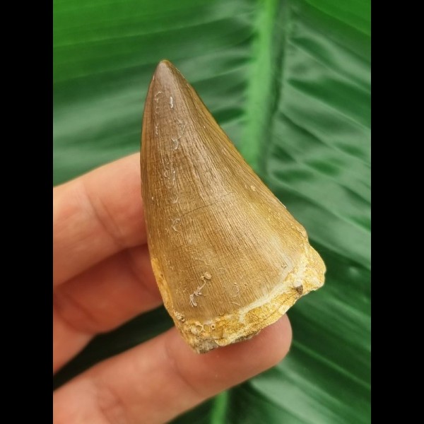 4.7 cm large tooth of Mosasaurus beaugei