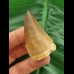 4.7 cm large tooth of Mosasaurus beaugei
