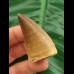 4.7 cm large tooth of Mosasaurus beaugei
