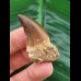 4.3 cm large tooth of Mosasaurus beaugei