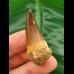 4.3 cm large tooth of Mosasaurus beaugei