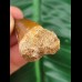 4.3 cm large tooth of Mosasaurus beaugei
