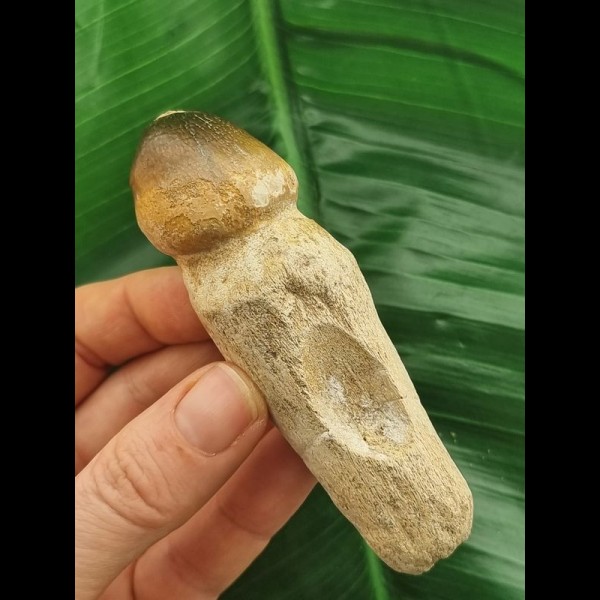 9,5 cm Igdamanosaurus aegyptiacus Zahn