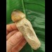 9,5 cm Igdamanosaurus aegyptiacus Zahn