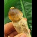 9,5 cm Igdamanosaurus aegyptiacus Zahn