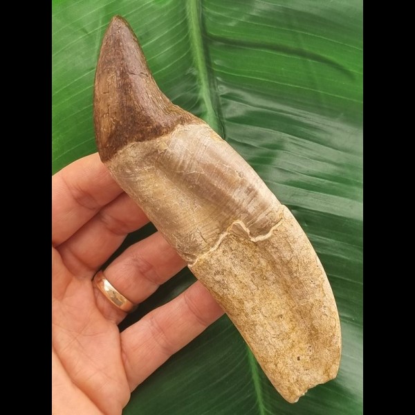 14.0 cm Basilosaurus anterior tooth