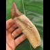 14.0 cm Basilosaurus anterior tooth