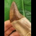 14.0 cm Basilosaurus anterior tooth