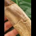 14.0 cm Basilosaurus anterior tooth