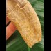 14.0 cm Basilosaurus anterior tooth