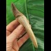 14.0 cm Basilosaurus anterior tooth