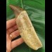 14.0 cm Basilosaurus anterior tooth