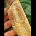 14.0 cm Basilosaurus anterior tooth