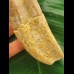 14.0 cm Basilosaurus anterior tooth