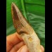 14,0 cm langer Vorderzahn des Basilosaurus