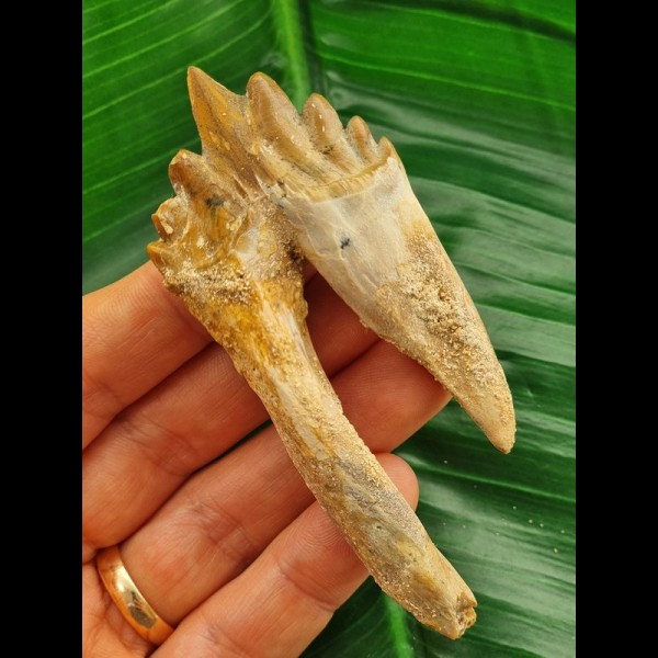9,4 cm großer Backenzahn des Basilosaurus