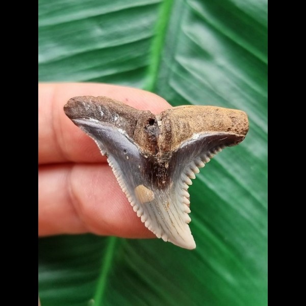 3.4 cm large tooth of Hemipristis serra