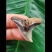 3.4 cm large tooth of Hemipristis serra
