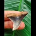 3,4 cm großer Zahn des Hemipristis serra