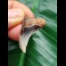 3,4 cm großer Zahn des Hemipristis serra