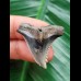 3.1 cm black-grey tooth of Hemipristis serra