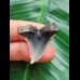 3.1 cm black-grey tooth of Hemipristis serra
