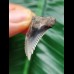 3.1 cm black-grey tooth of Hemipristis serra