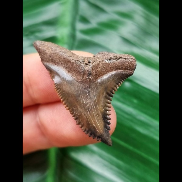 3.7 cm very large tooth of Hemipristis serra with beautiful colouration