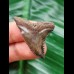 3.7 cm very large tooth of Hemipristis serra with beautiful colouration