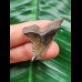 3.7 cm very large tooth of Hemipristis serra with beautiful colouration
