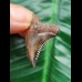 3.7 cm very large tooth of Hemipristis serra with beautiful colouration
