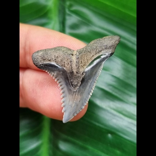 3,3 cm blau-grauer Zahn des Hemipristis serra