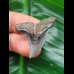 3.3 cm blue-grey tooth of Hemipristis serra