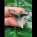 3.3 cm blue-grey tooth of Hemipristis serra