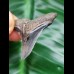 3.3 cm blue-grey tooth of Hemipristis serra