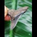 3,3 cm blau-grauer Zahn des Hemipristis serra