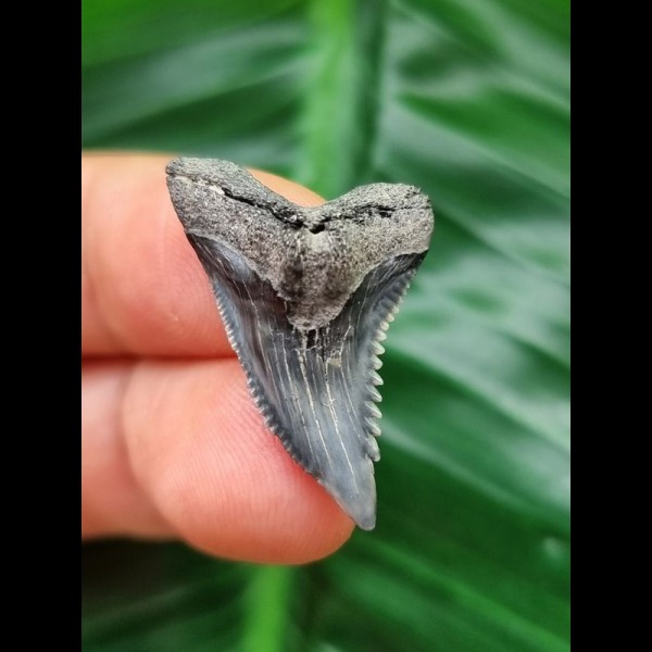 2,7 cm blauer länglicher Zahn des Hemipristis serra