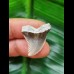 2,5 cm heller grauer Zahn des Hemipristis serra
