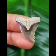 2,5 cm heller grauer Zahn des Hemipristis serra